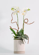 Load image into Gallery viewer, White Phaleanopsis Orchid Plant with Succulent