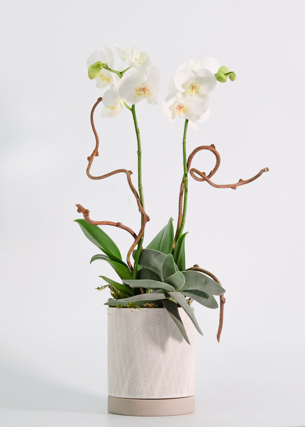 White Phaleanopsis Orchid Plant with Succulent