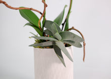 Load image into Gallery viewer, White Phaleanopsis Orchid Plant with Succulent